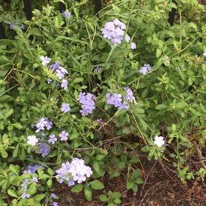 Meet your Posher, Elena